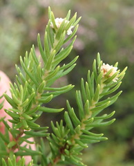 Phylica wittebergensis