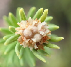 Phylica wittebergensis