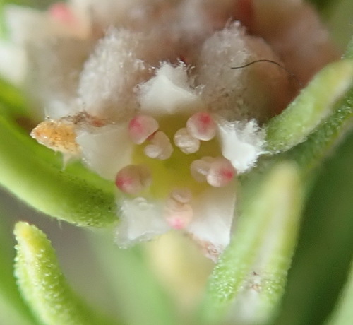 Image of Phylica wittebergensis by (c) Nicola van Berkel, some rights reserved (CC BY-SA)
