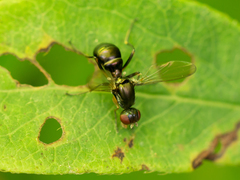 Nemopoda nitidula