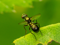 Nemopoda nitidula