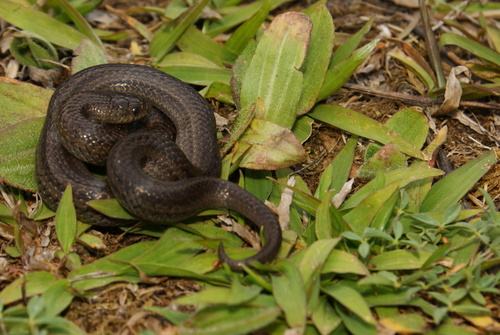 Photo of a San Felipe Ground Snake (Conopsis megalodon)