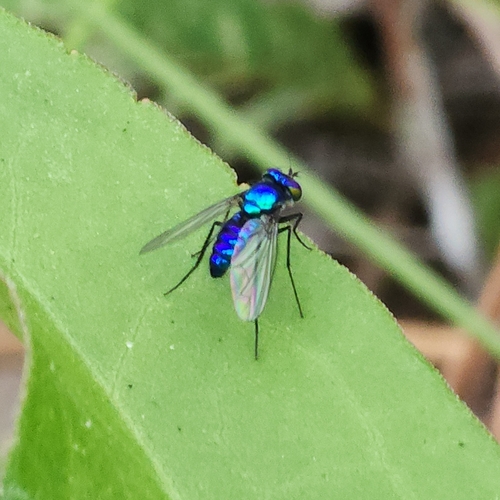 Unknown species found near Pinellas Park, FL 33782, USA
