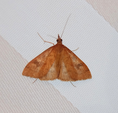 Mnesictena flavidalis