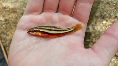 Chrosomus erythrogaster