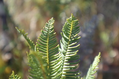 Sticherus cryptocarpus