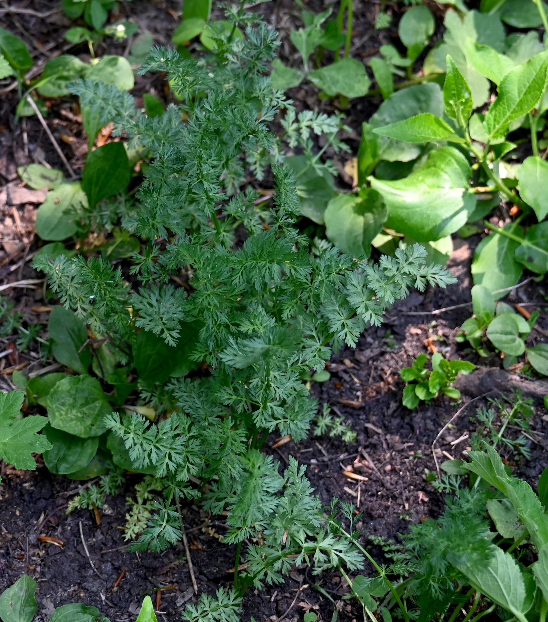 Caraway (Carum carvi)
