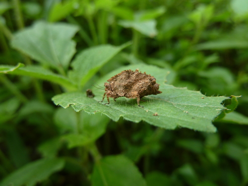 Genus Pantelia · iNaturalist