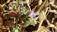 Dicliptera peduncularis