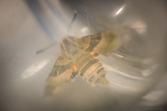 Proserpinus clarkiae