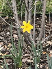 Narcissus