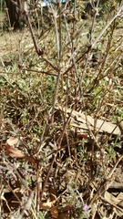 Dicliptera peduncularis