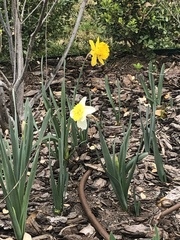 Narcissus