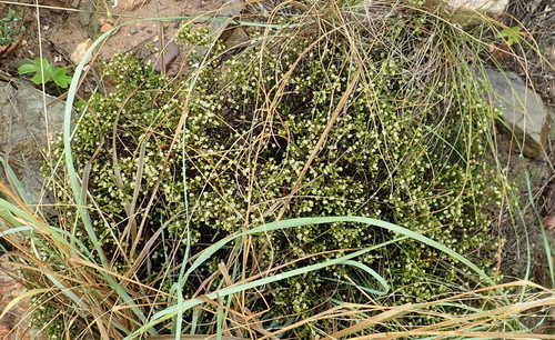 Image of Diosma apetala by (c) Nicola van Berkel, some rights reserved (CC BY-SA)