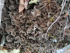 Peltigera lepidophora