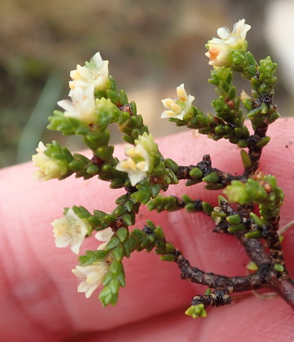 Image of Diosma apetala by (c) Nicola van Berkel, some rights reserved (CC BY-SA)