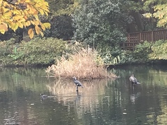 Phalacrocorax carbo hanedae