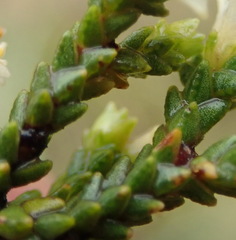 Diosma apetala