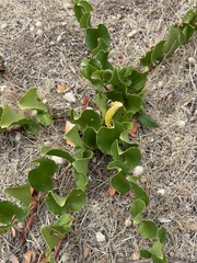 author not stated, no rights reserved Muehlenbeckia adpressa, photograph author not stated, no rights reserved