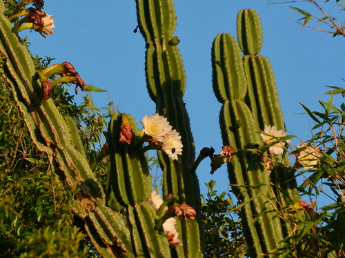 Hedge Cactus (Cereus hildmannianus)