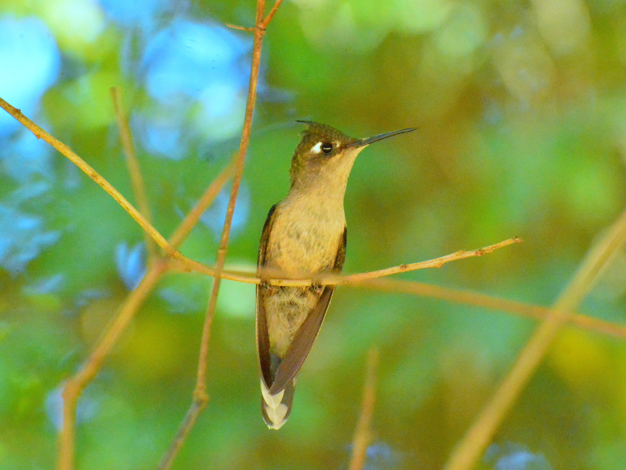 Purple-crowned Plovercrest (Stephanoxis loddigesii), photo 3
