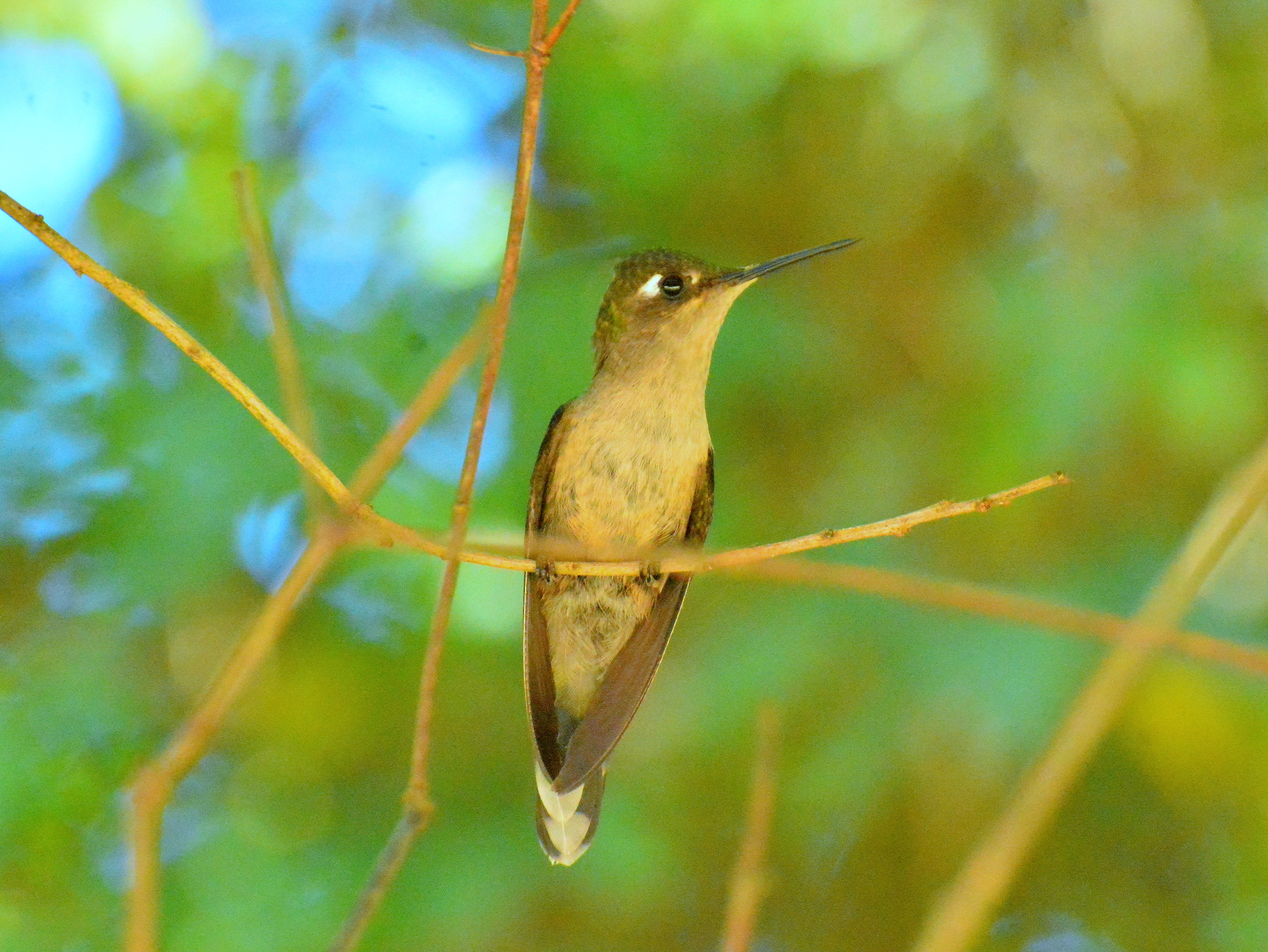 Purple-crowned Plovercrest (Stephanoxis loddigesii), photo 4