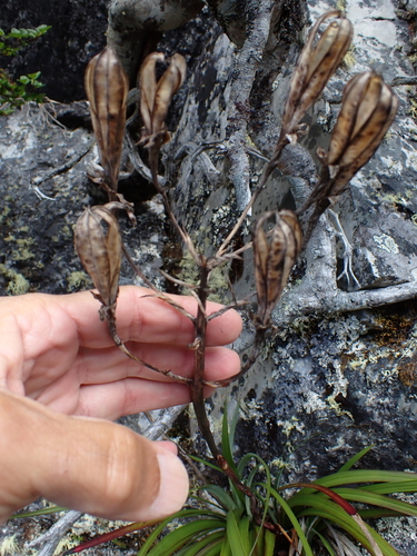 Blandfordia punicea, photograph 3