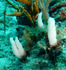 Siphonodictyon xamaycaense