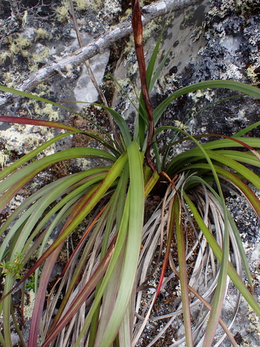 Blandfordia punicea, photograph 4