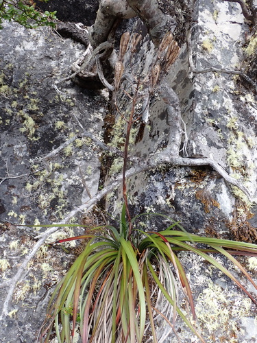 Blandfordia punicea, photograph 5