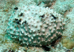 Ircinia felix