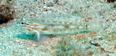 Coryphopterus glaucofraenum