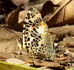 Symbrenthia hypselis