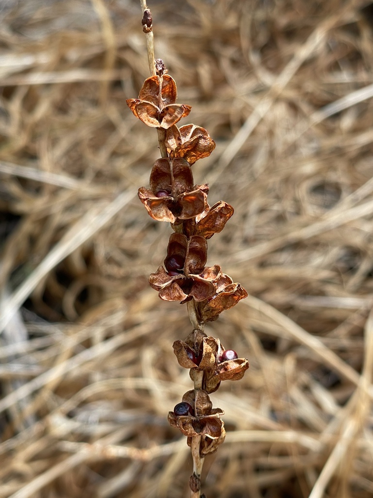 Chasmanthe floribunda, Limestone Rd, Fingal, VIC, AU, by nathanwainwright