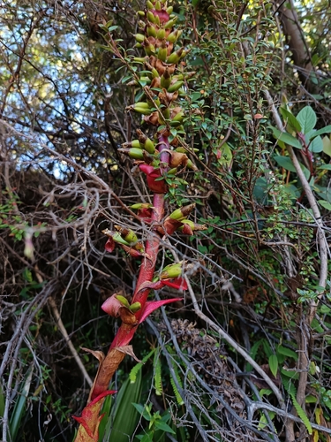 beautiful large bromeliad (Werauhia ororiensis)