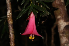 Philesia magellanica
