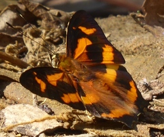 Symbrenthia hypselis