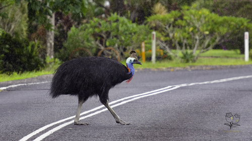 Southern Cassowary (Casuarius casuarius), photo 4