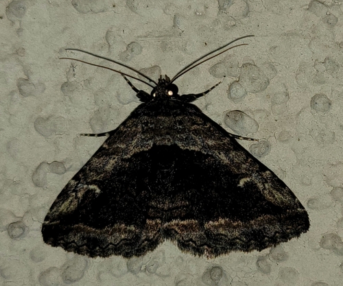 Zaleops umbrina photo 3