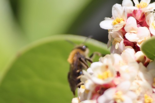 Golden-haired Miner Bee photo 4