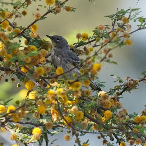 Yellow-rumped Warbler photographed in Arizona