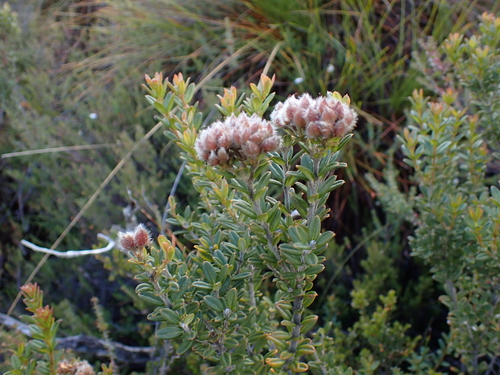 Oxylobium ellipticum, photograph 3