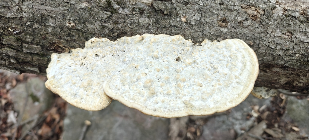 Trametes gibbosa · March 2026 · photo: © markjones6 (iNaturalist, cc0)