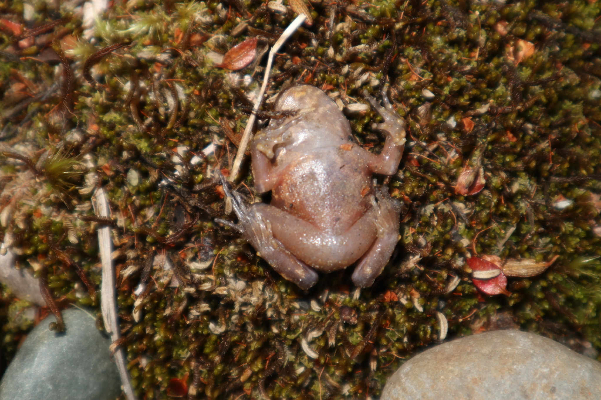Eupsophus emiliopugini Formas, 1989