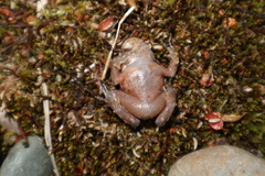 Eupsophus emiliopugini