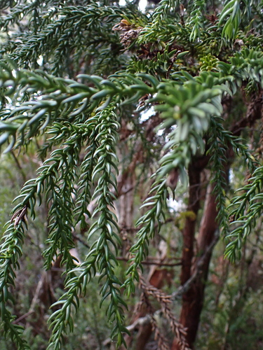 King Billy pine (Athrotaxis selaginoides)