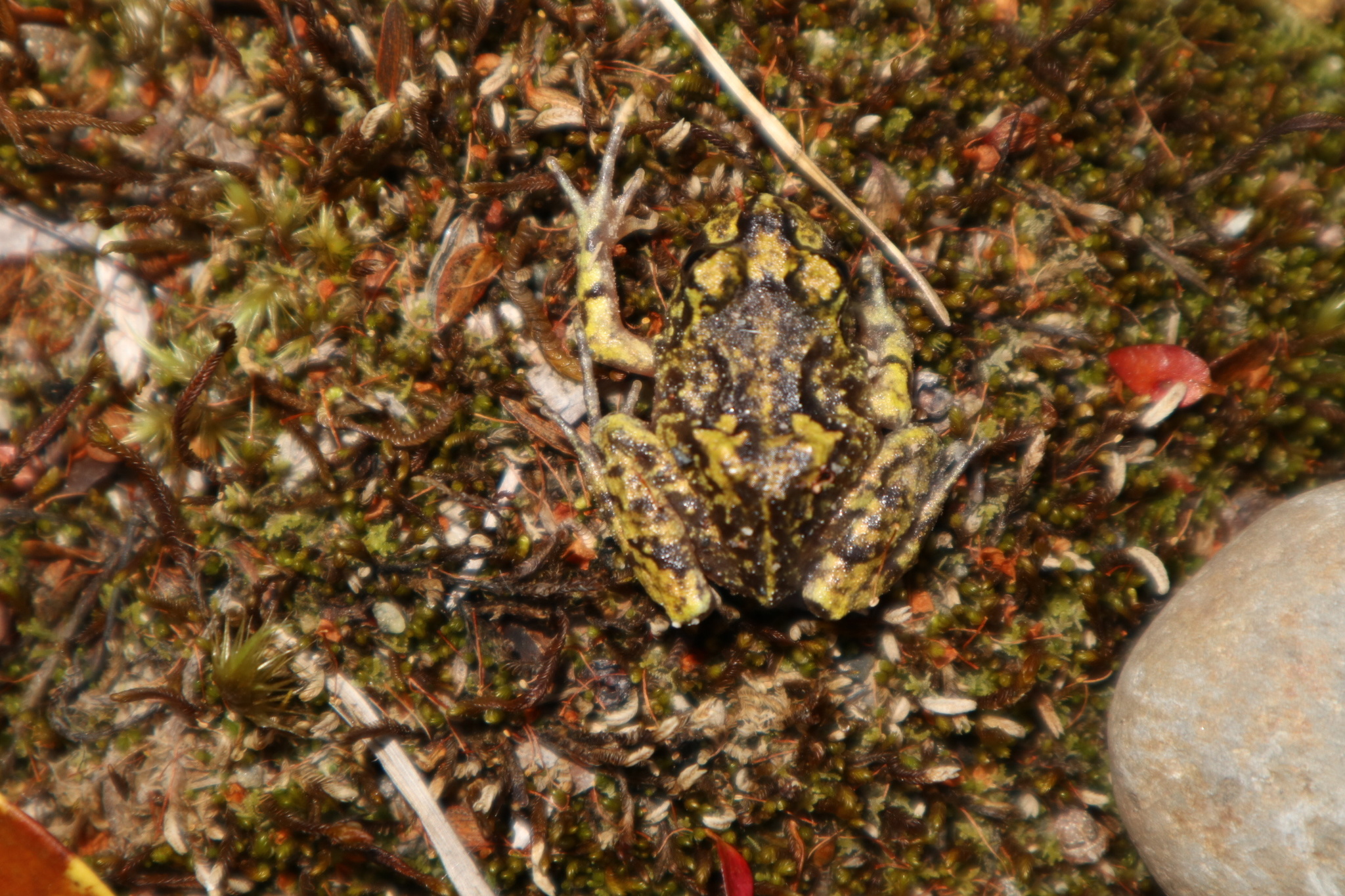 Eupsophus emiliopugini Formas, 1989