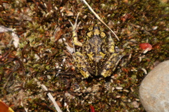 Eupsophus emiliopugini