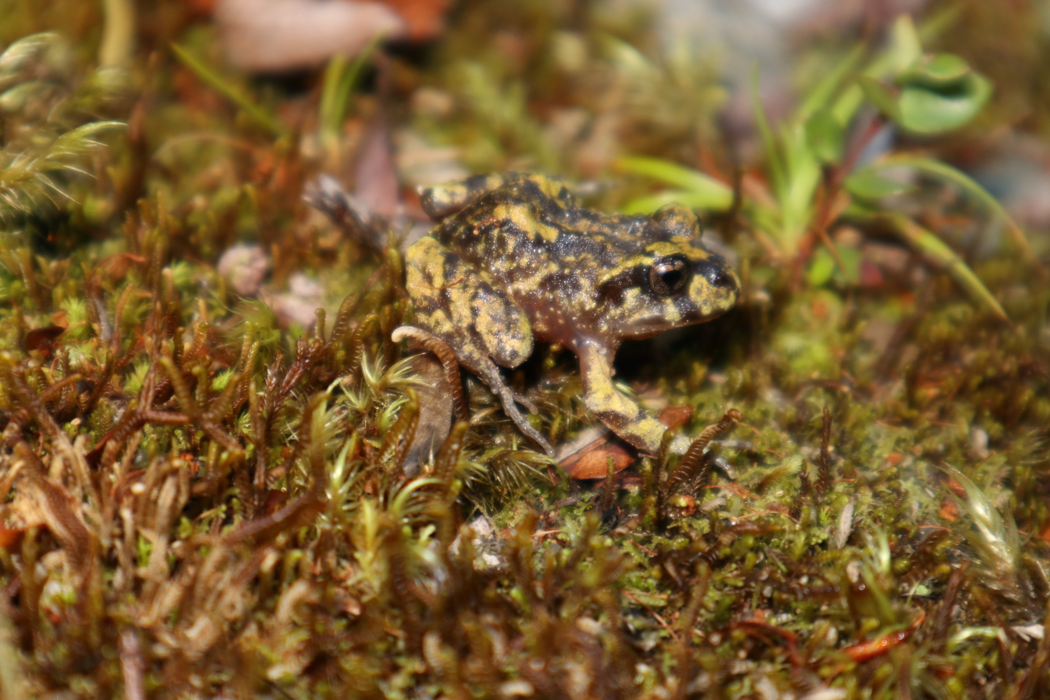 Eupsophus emiliopugini Formas, 1989