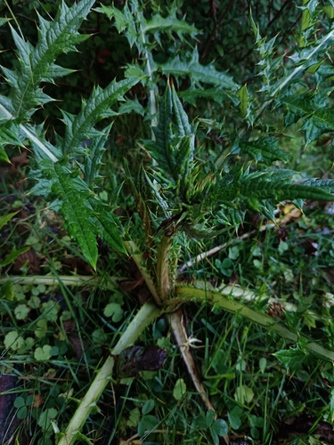 giant thistle (Cirsium subcoriaceum)